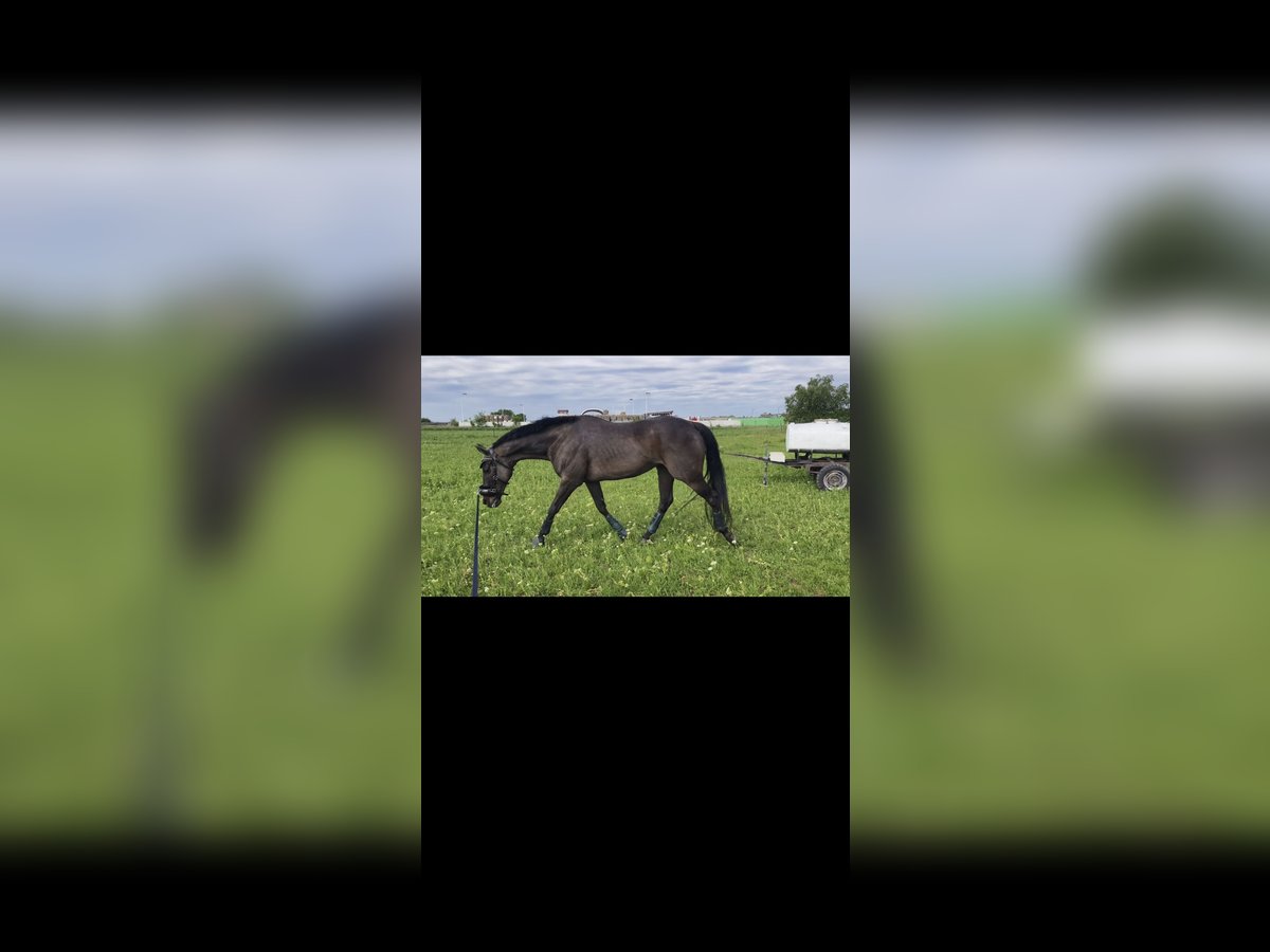 KWPN Wallach 10 Jahre 170 cm Dunkelbrauner in Sankt Georgen am Leithagebirge KWPN Wallach 10 Jahre 170 cm Dunkelbrauner in Sankt Georgen am Leithagebirge