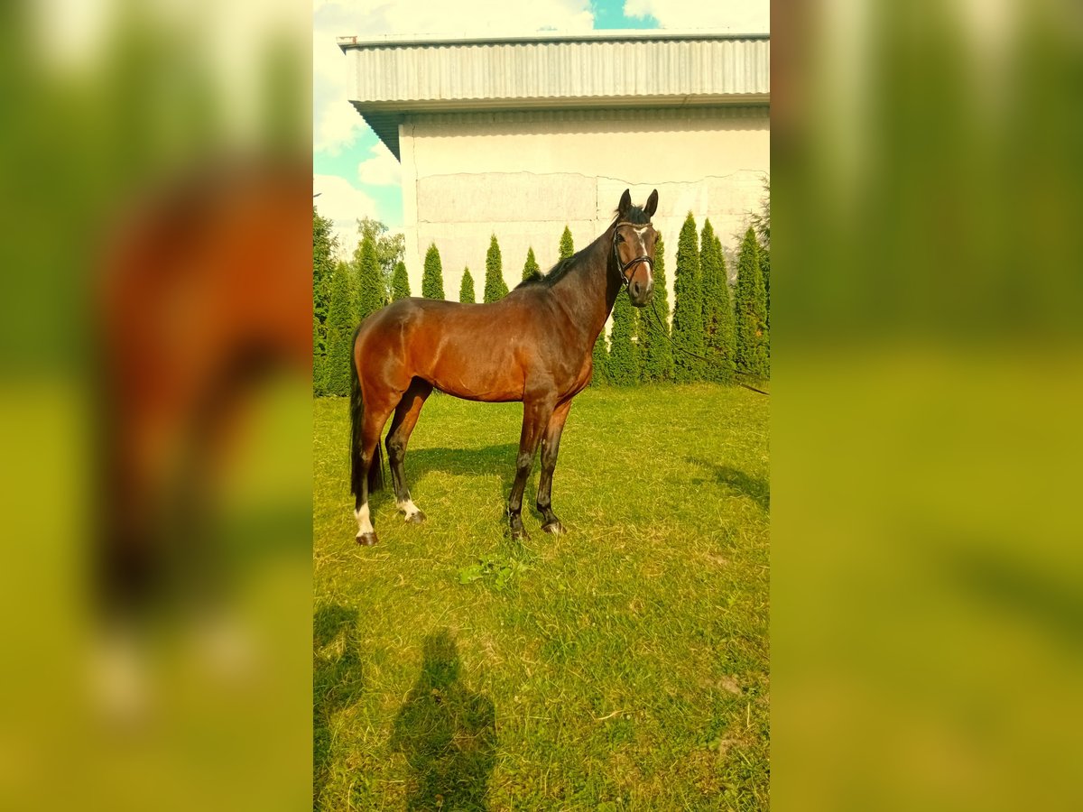 KWPN Wallach 10 Jahre 170 cm Dunkelbrauner in Pre&#x161;ov