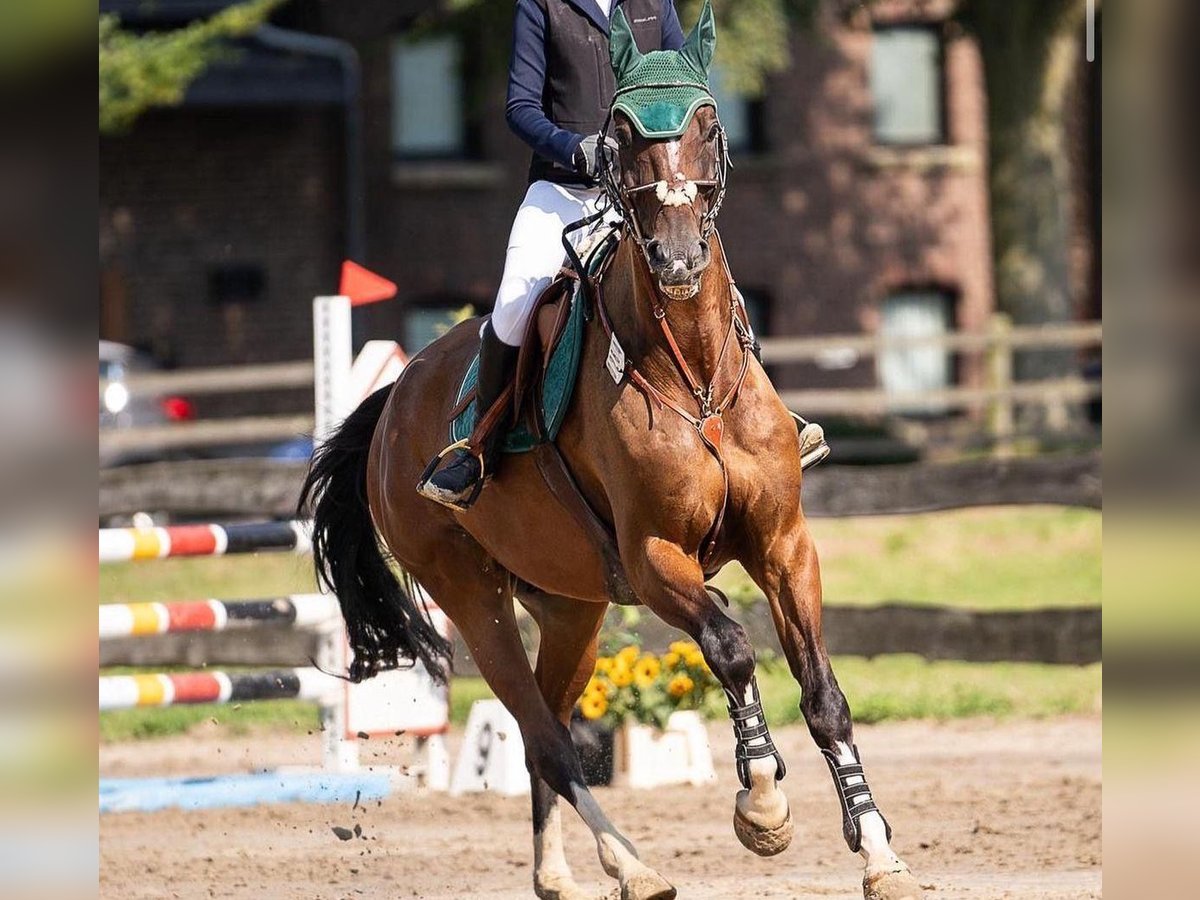 KWPN Wallach 10 Jahre 170 cm Dunkelbrauner in Grevenbroich