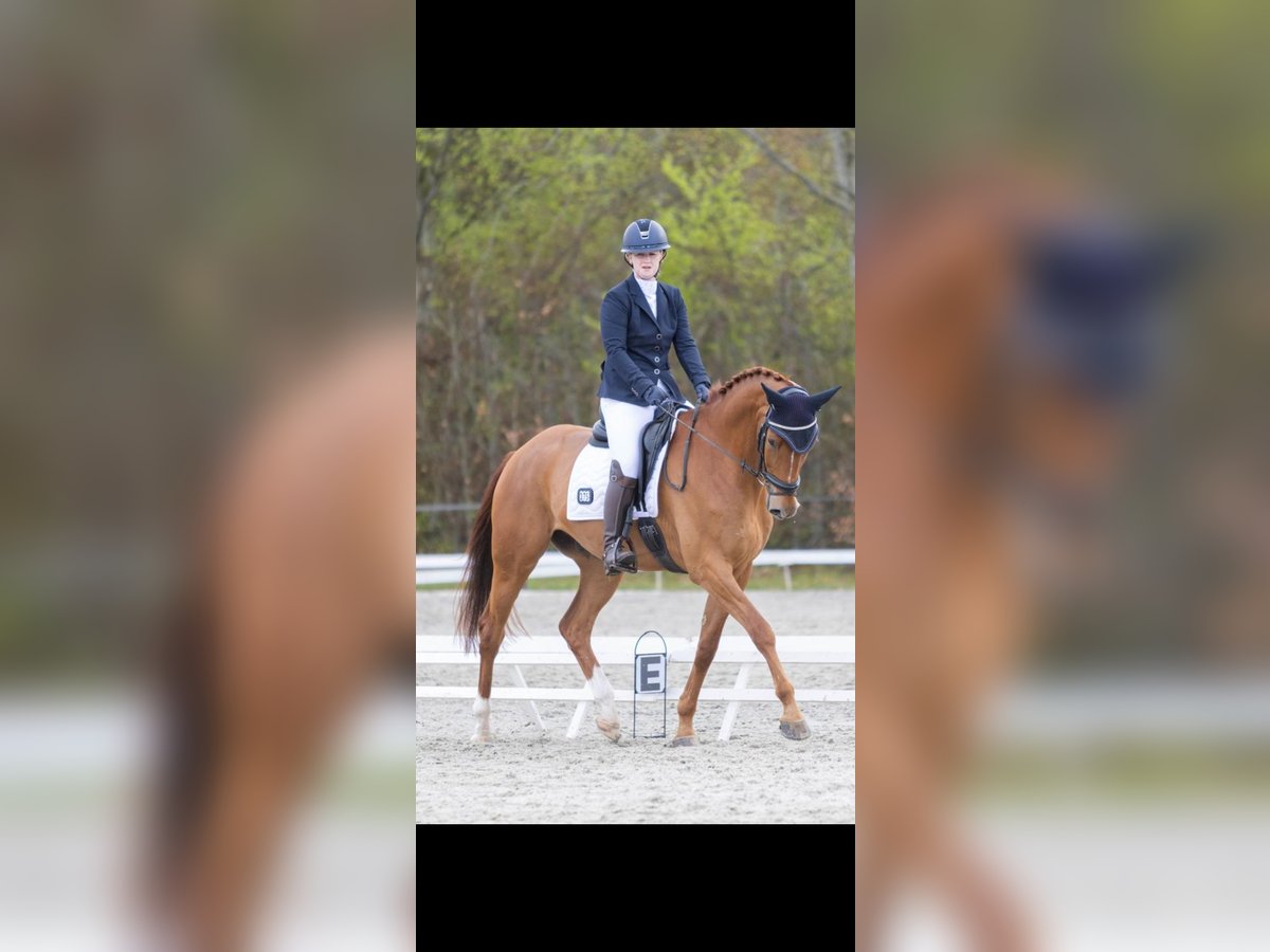 KWPN, Wallach in Messel