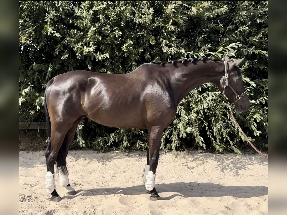 KWPN Wallach 10 Jahre 170 cm Rappe in Barneveld