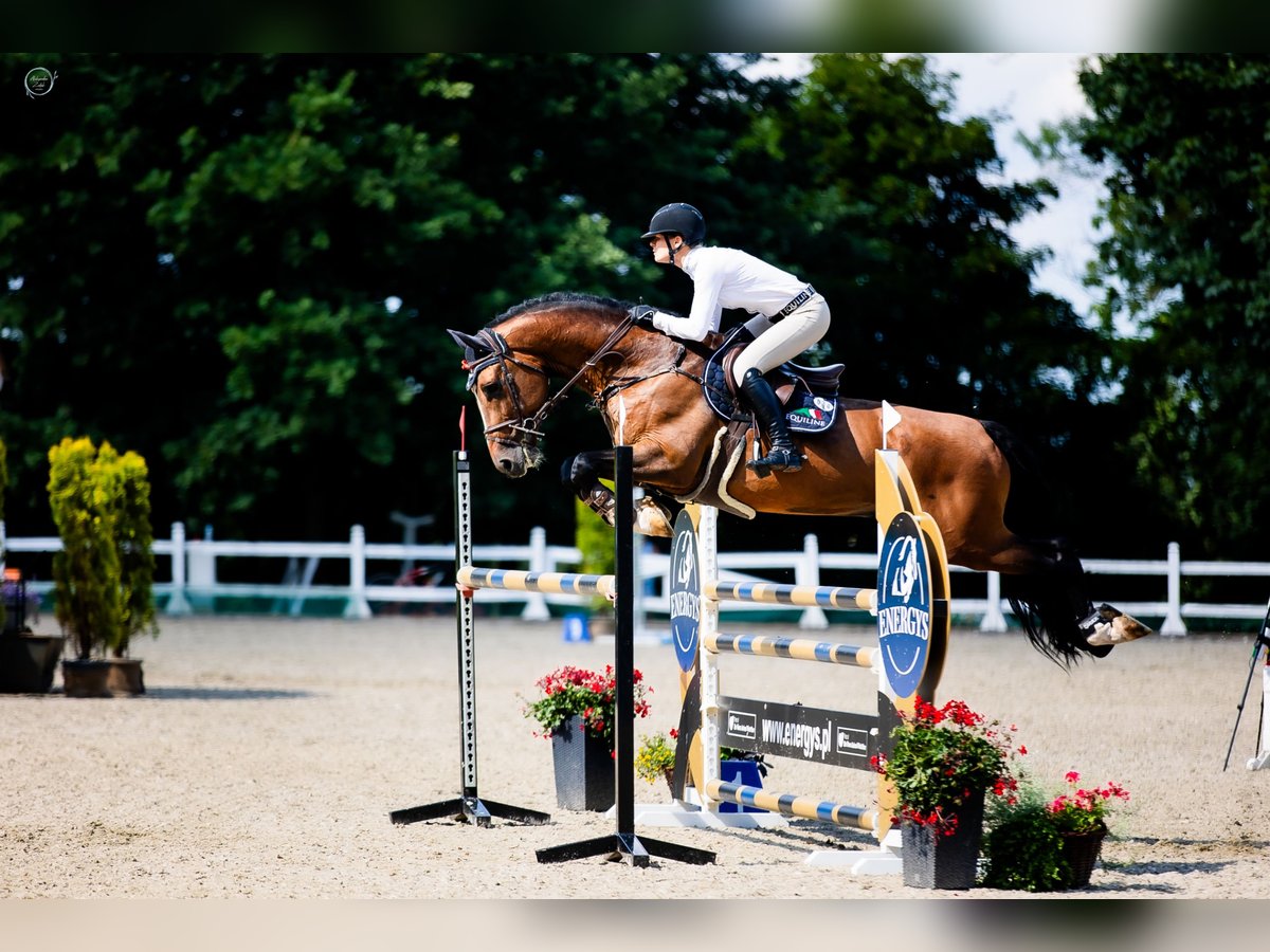 KWPN Wallach 10 Jahre 170 cm Rotbrauner in Krubiczew 19A