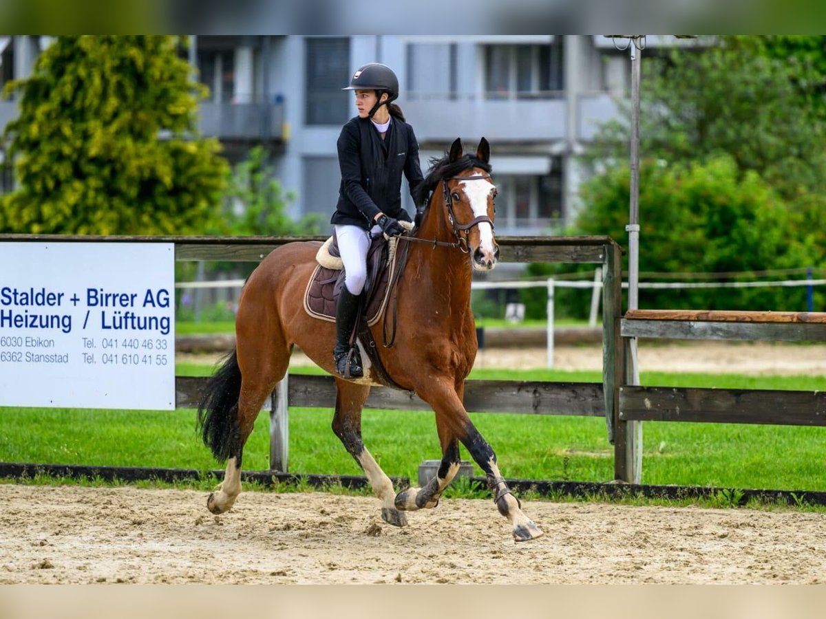 KWPN Wallach 10 Jahre 172 cm Brauner in Dielsdorf