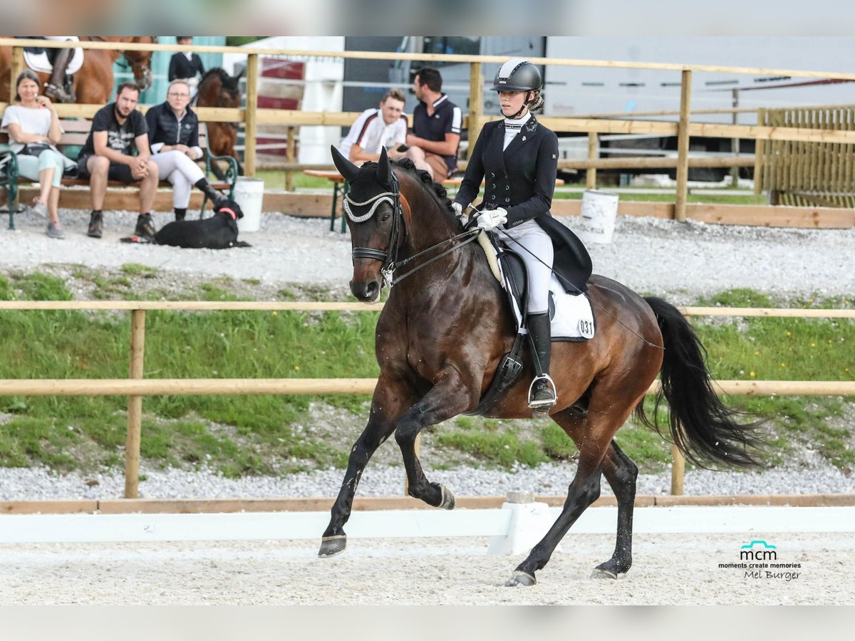 KWPN Wallach 10 Jahre 172 cm Dunkelbrauner in Burggen