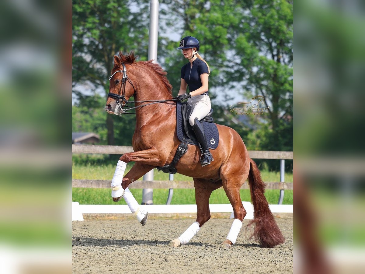 KWPN Wallach 10 Jahre 172 cm Fuchs in Ammerzoden