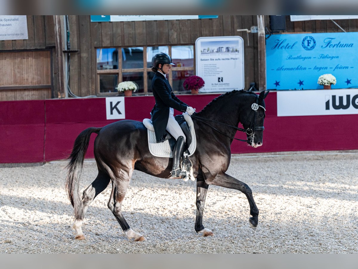 KWPN Wallach 10 Jahre 172 cm Schwarzbrauner in Dettighofen