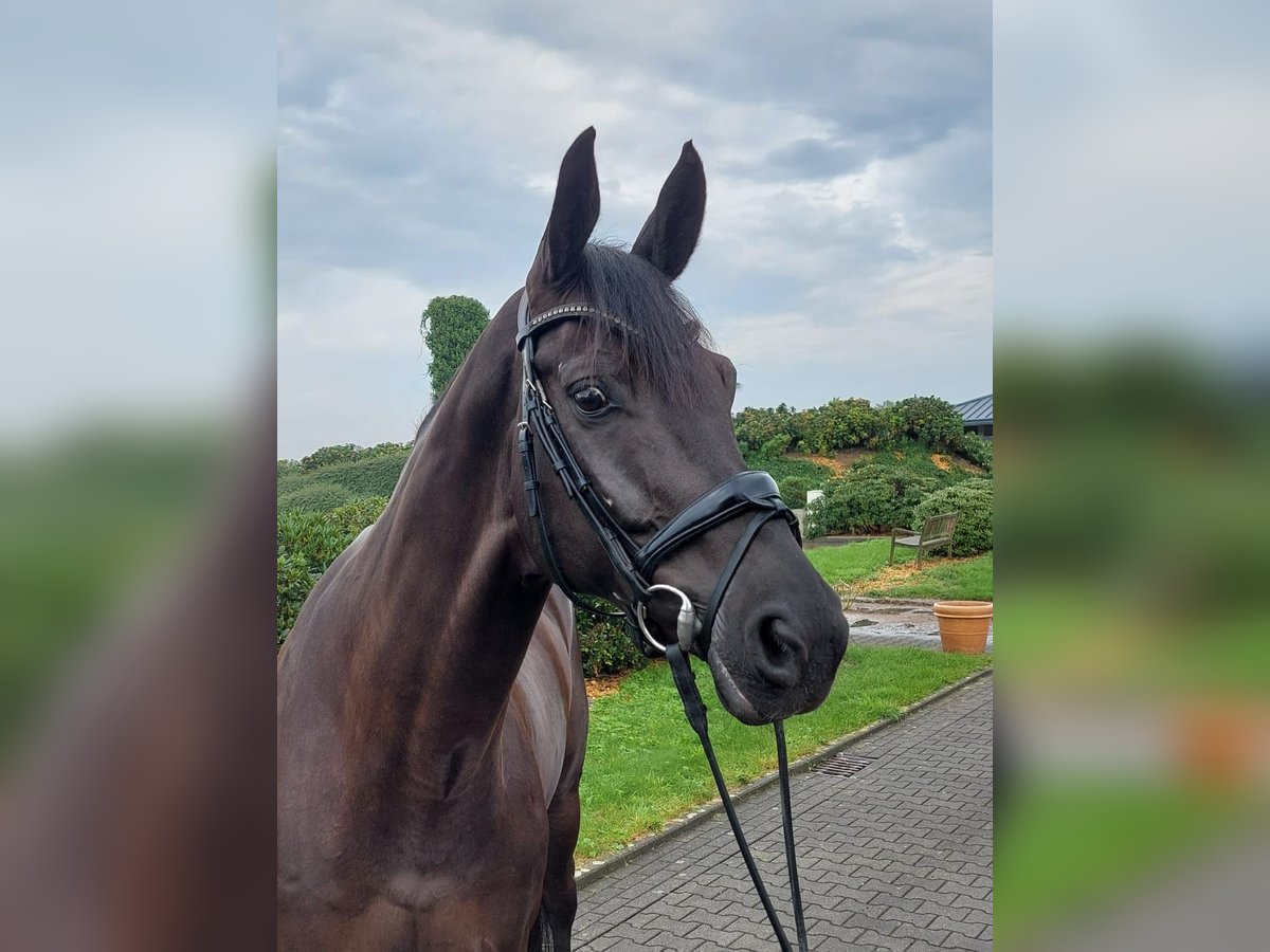 KWPN Wallach 10 Jahre 173 cm Rappe in Wuppertal