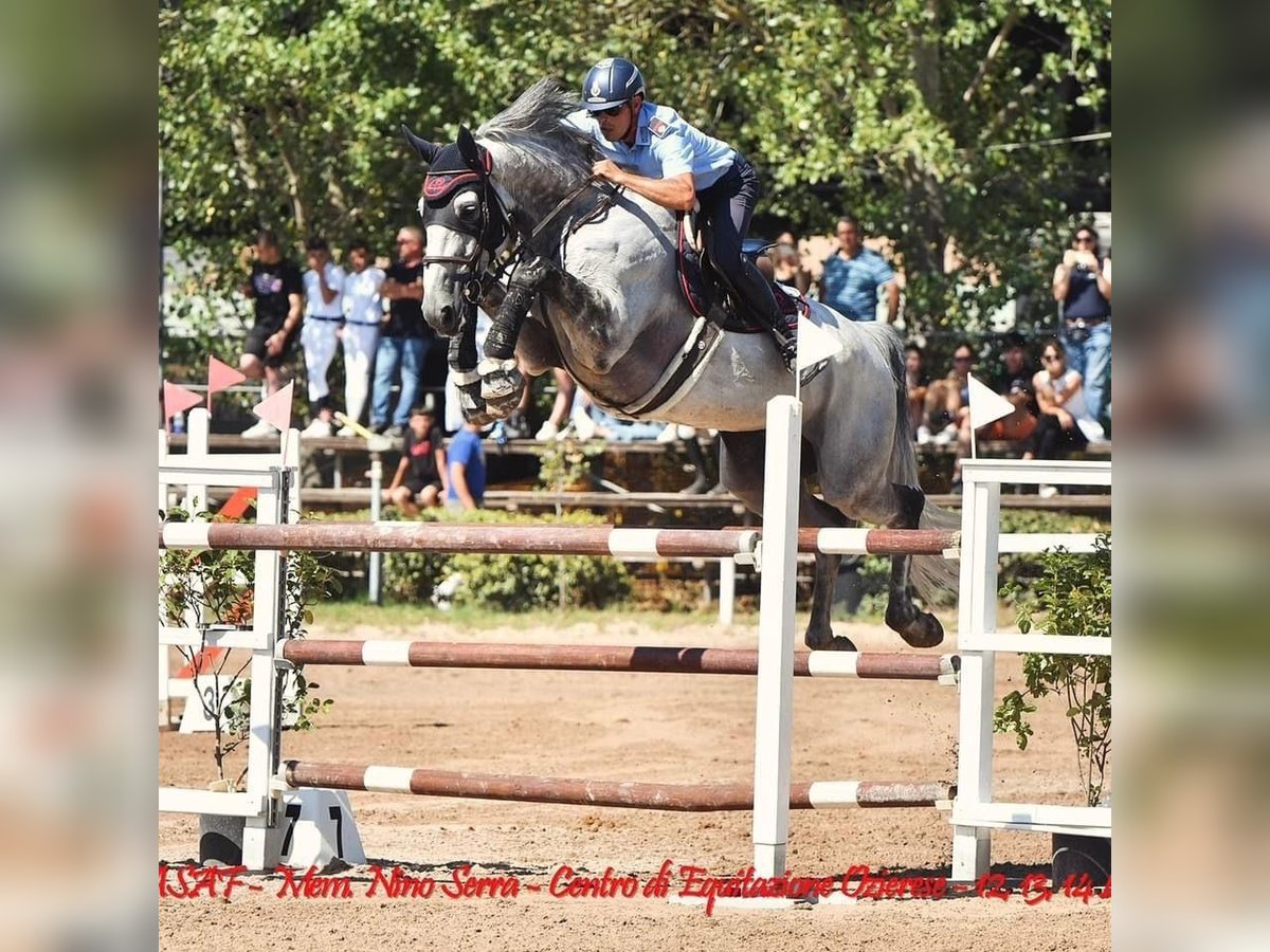 KWPN Wallach 10 Jahre 173 cm Schimmel in Segrate