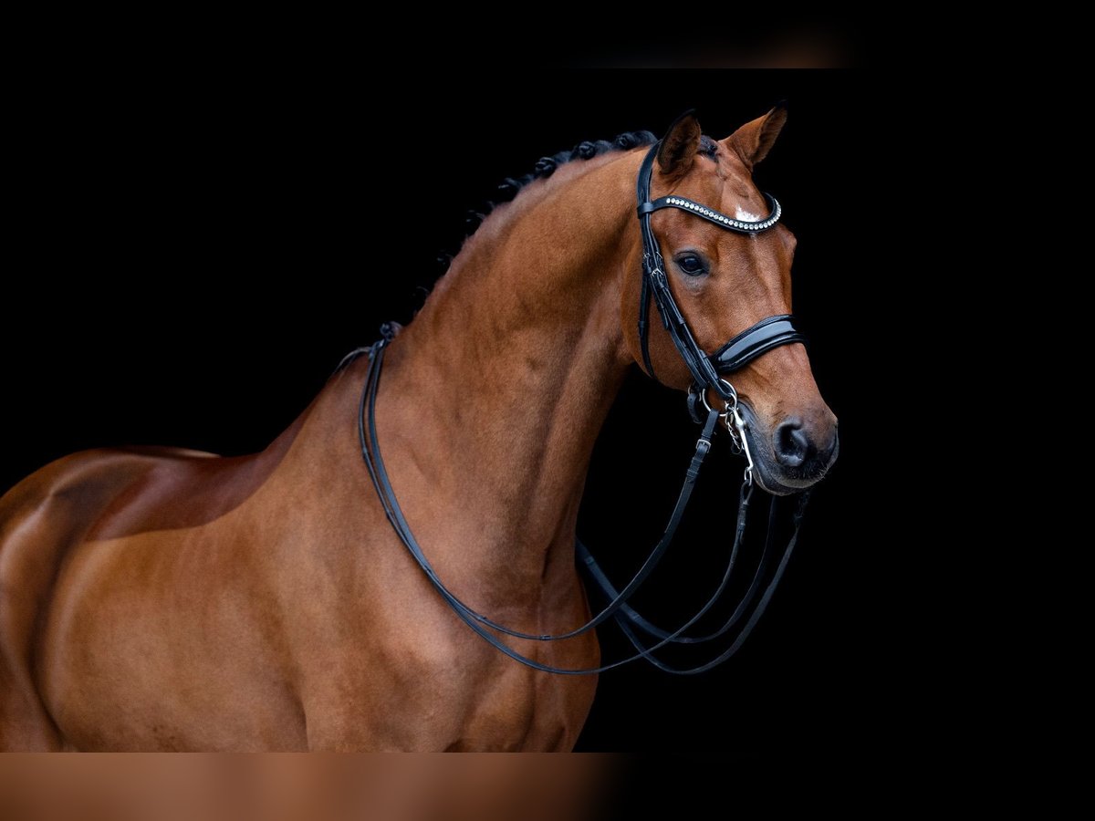 KWPN Wallach 10 Jahre 175 cm Brauner in Kwadijk