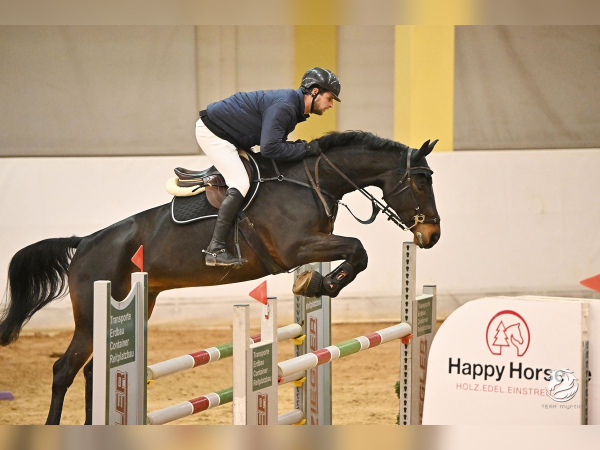 KWPN Wallach 10 Jahre 175 cm Dunkelbrauner in Lengdorf