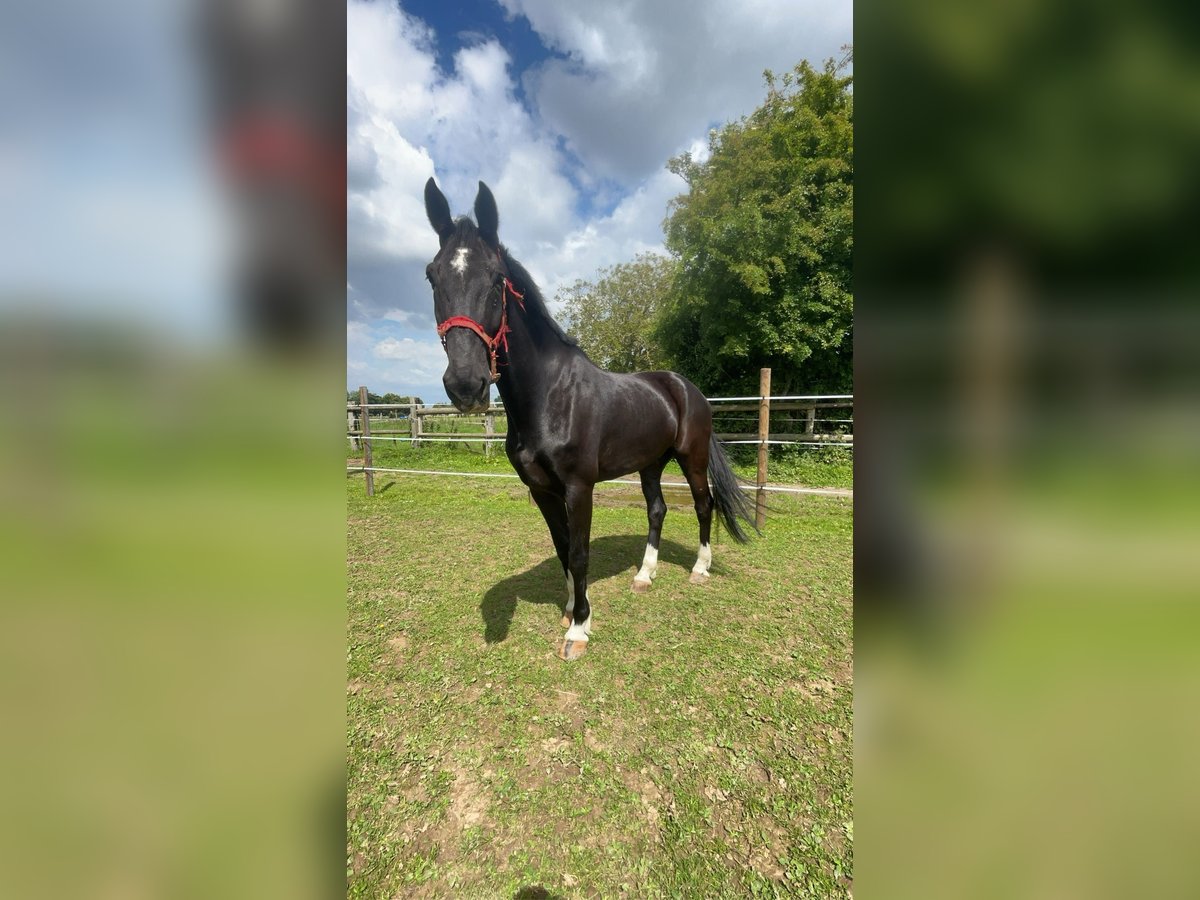 KWPN Wallach 10 Jahre 175 cm Rappe in Gamaches