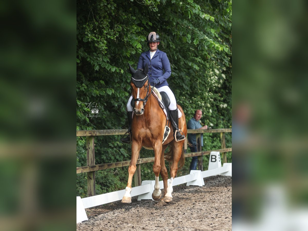 KWPN Wallach 10 Jahre 181 cm Fuchs in Anna Paulowna