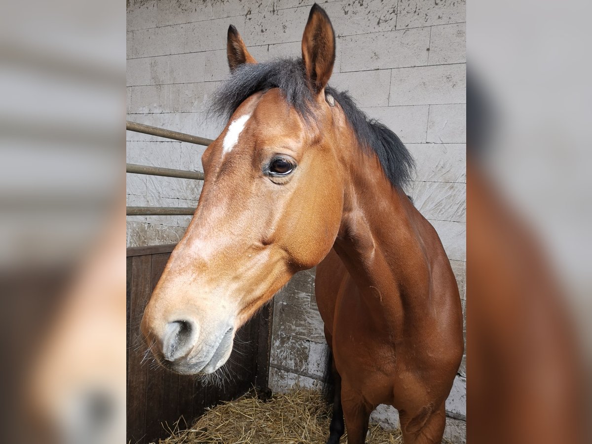 KWPN Wallach 11 Jahre 167 cm Brauner in Graben-Neudorf