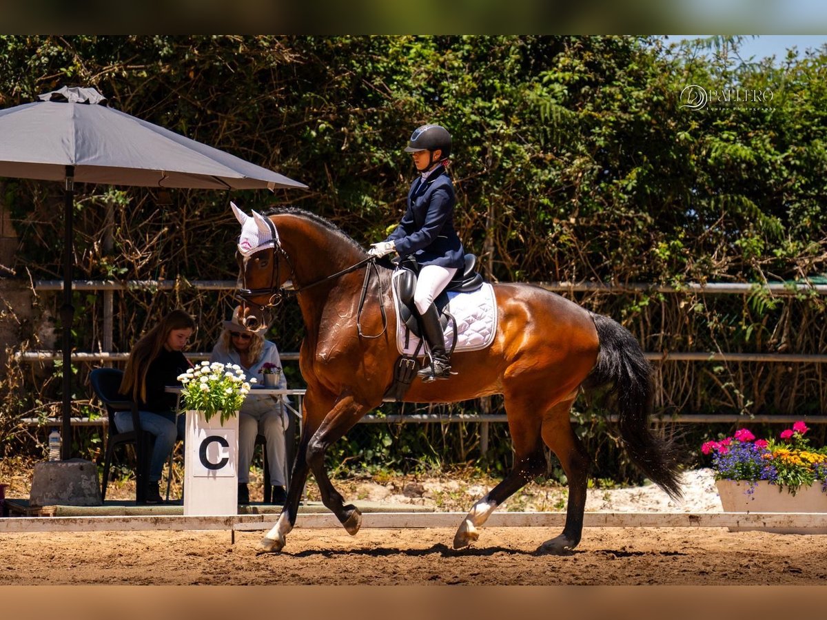 KWPN Wallach 11 Jahre 171 cm Dunkelbrauner in Santa Cruz De Tenerife