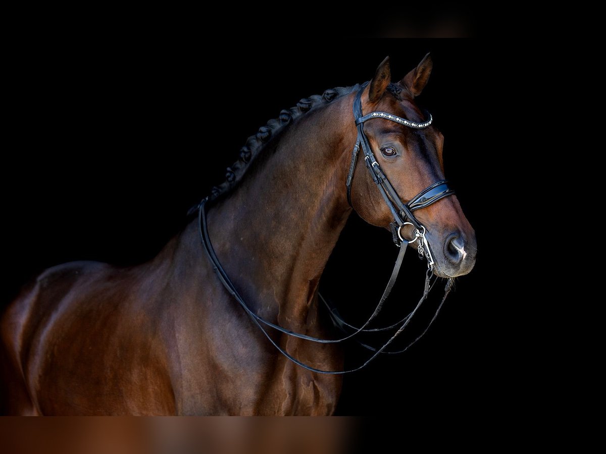 KWPN Wallach 11 Jahre 172 cm Dunkelbrauner in Kwadijk