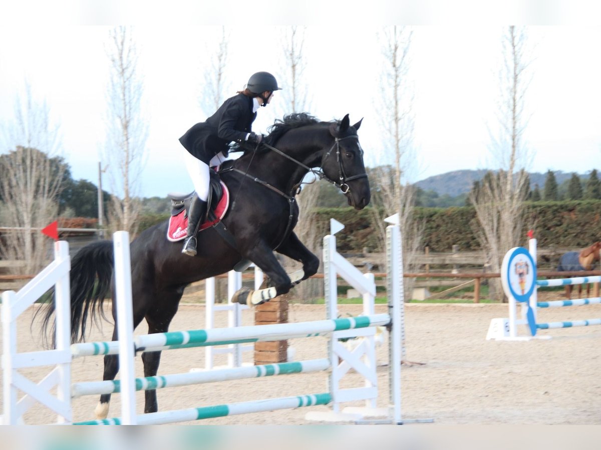 KWPN Wallach 11 Jahre 172 cm Rappe in Seriny&#xE0;