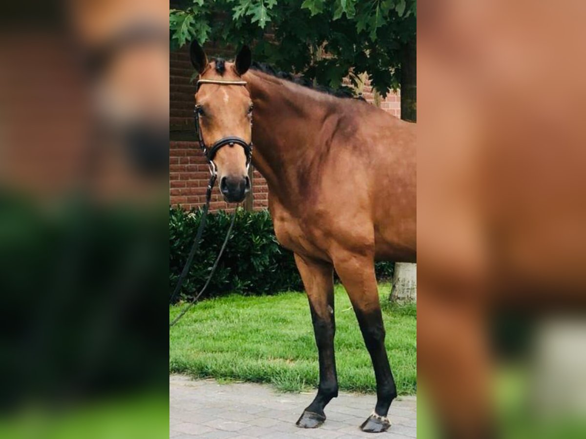 KWPN Wallach 11 Jahre 174 cm Brauner in Lüdinghausen