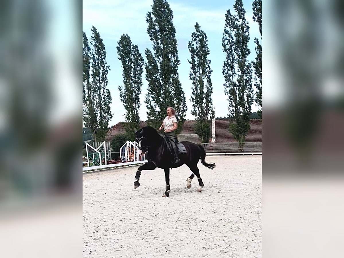 KWPN Wallach 11 Jahre 174 cm Rappe in Wa&#x142;brzych
