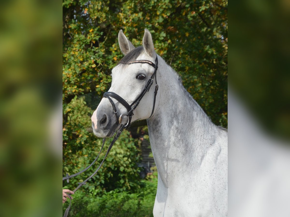 KWPN Wallach 11 Jahre 175 cm Apfelschimmel in Greven