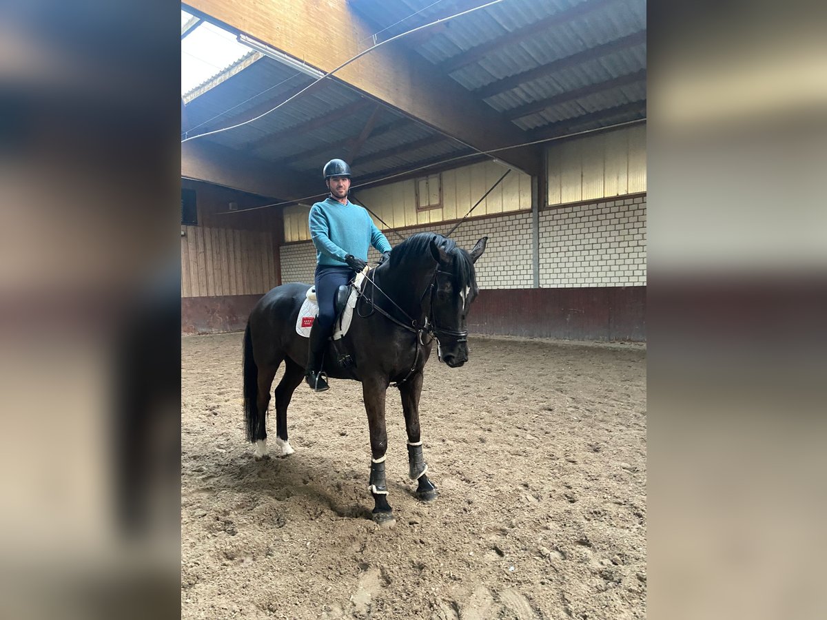 KWPN Wallach 11 Jahre 188 cm Rappe in Madrid