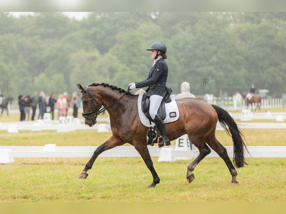 KWPN Wallach 12 Jahre 165 cm Brauner in Harlingen