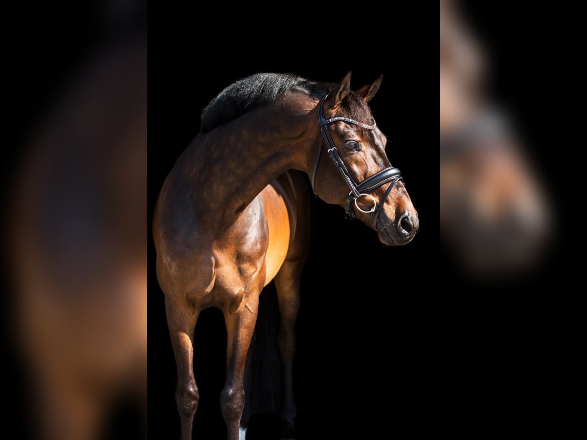 KWPN Wallach 12 Jahre 168 cm Brauner in Xanten