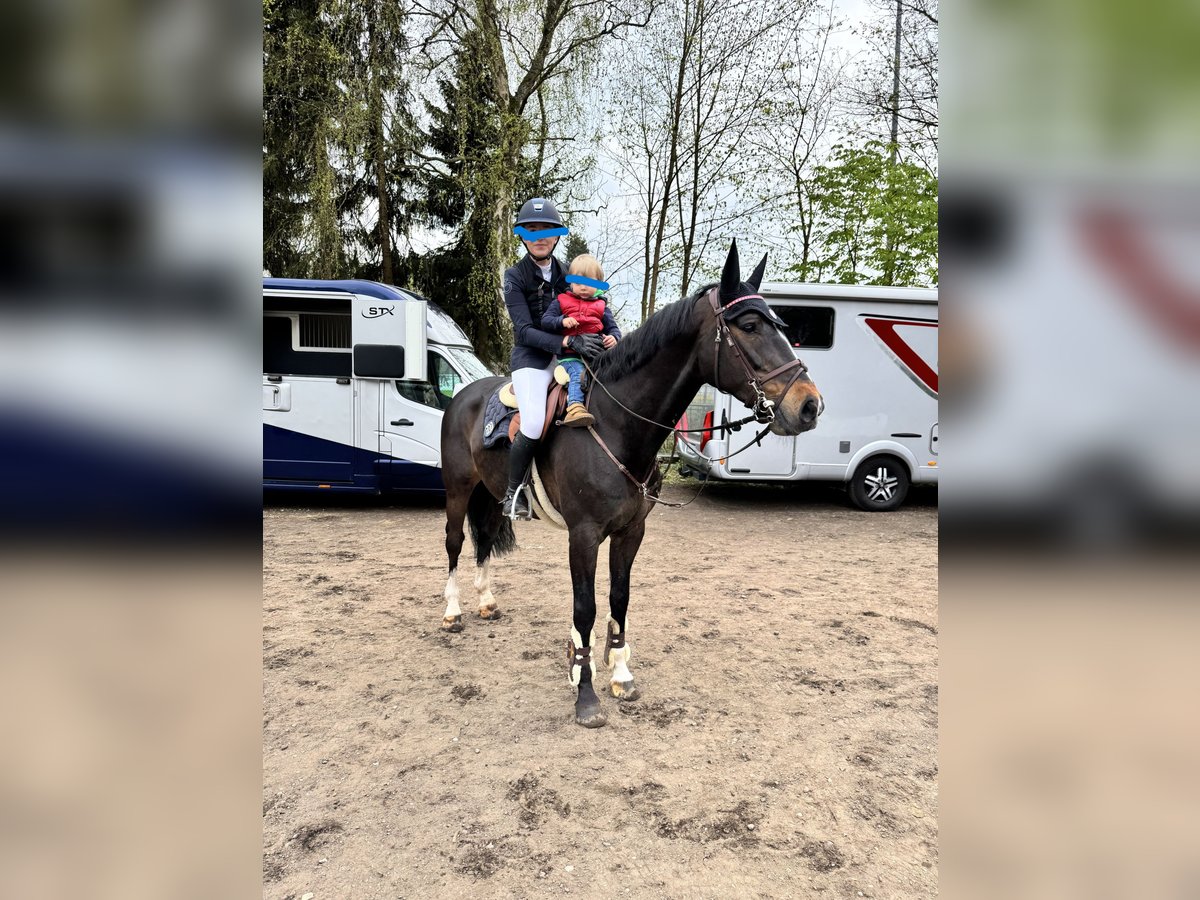 KWPN Wallach 12 Jahre 168 cm Brauner in Neritz