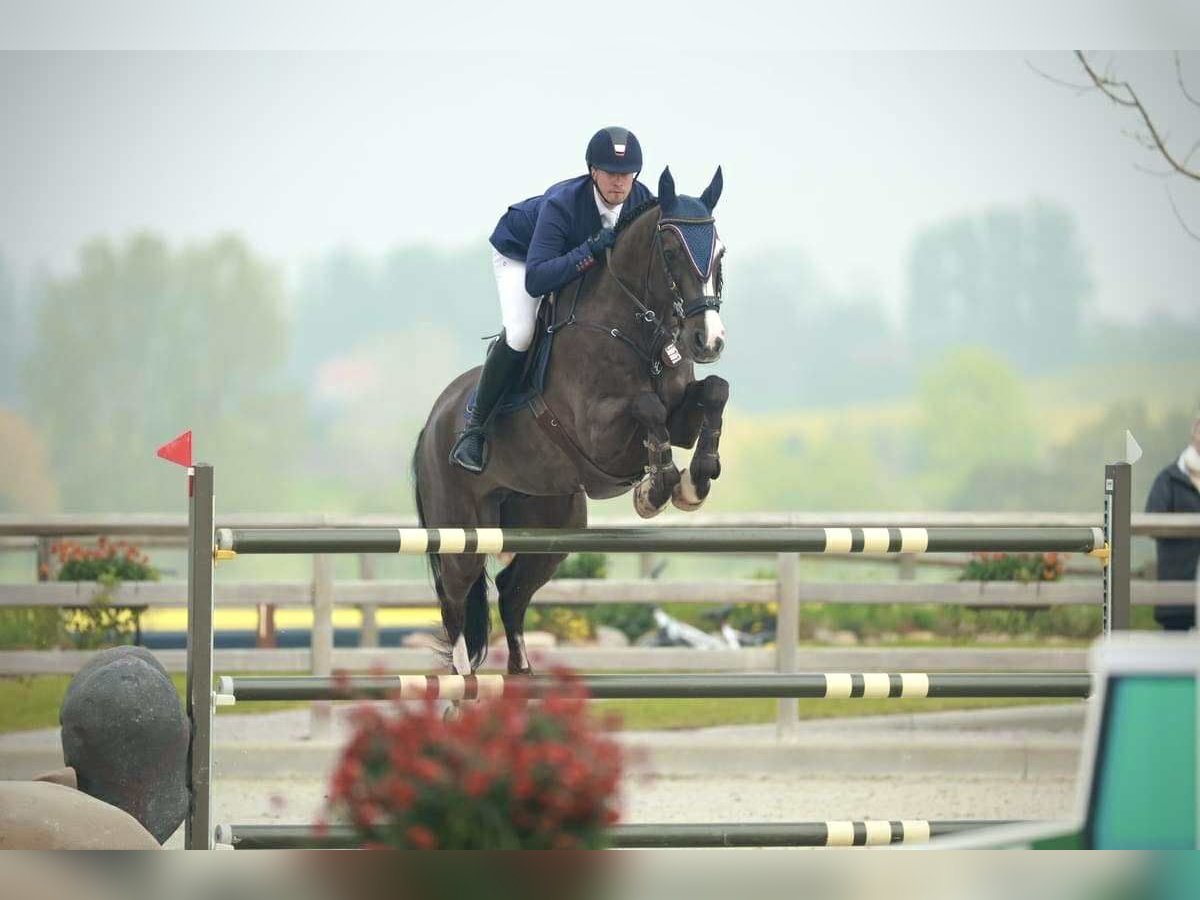 KWPN Wallach 12 Jahre 170 cm Rappe in Kjellerup