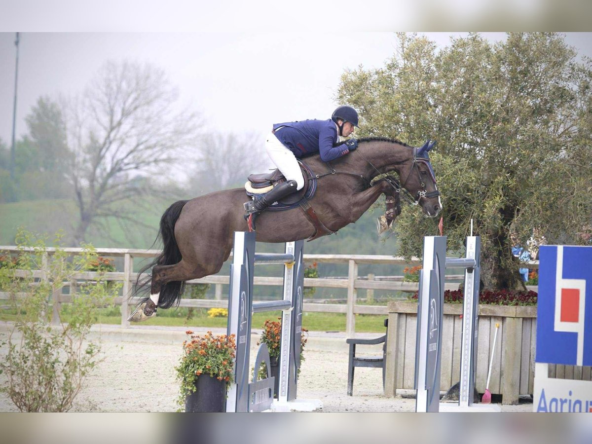 KWPN Wallach 12 Jahre 170 cm Rappe in Kjellerup