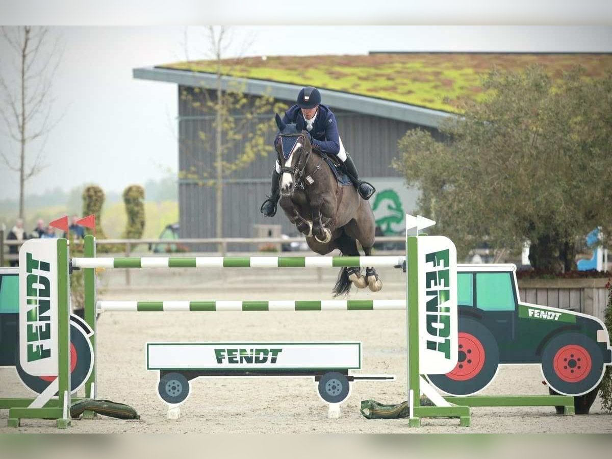 KWPN Wallach 12 Jahre 170 cm Rappe in Kjellerup
