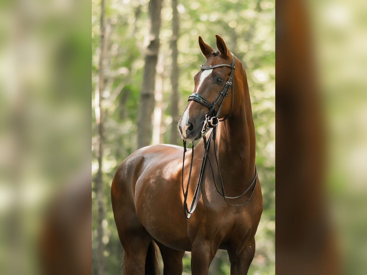 KWPN Wallach 12 Jahre 172 cm Dunkelfuchs in Haarlo