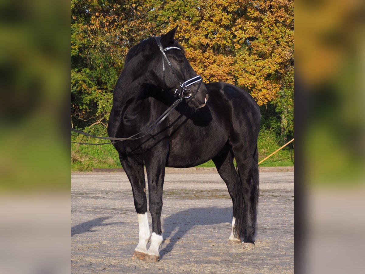 KWPN Wallach 12 Jahre 172 cm Rappe in Itzstedt