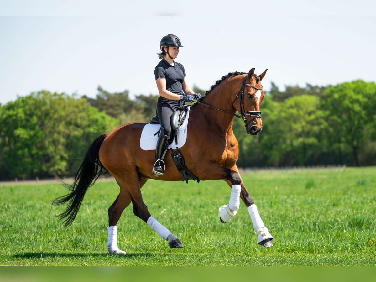 KWPN Wallach 12 Jahre 172 cm Rotbrauner in Mol