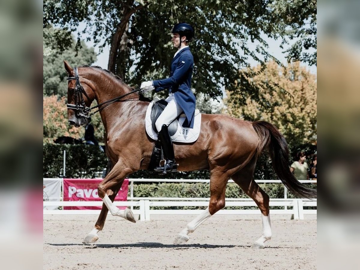 KWPN Wallach 12 Jahre 176 cm Fuchs in Madrid