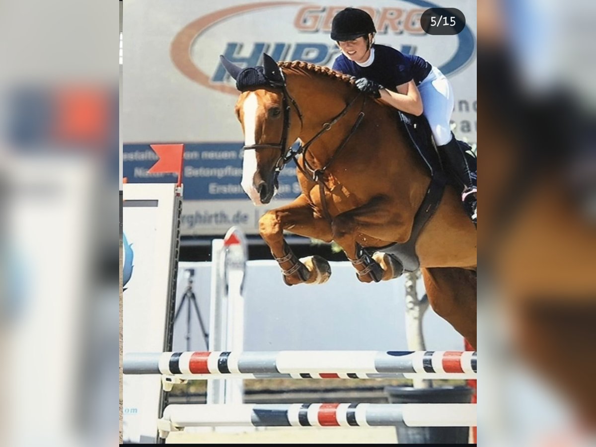 KWPN Wallach 12 Jahre 176 cm Fuchs in Roermond KWPN Wallach 12 Jahre 176 cm Fuchs in Roermond