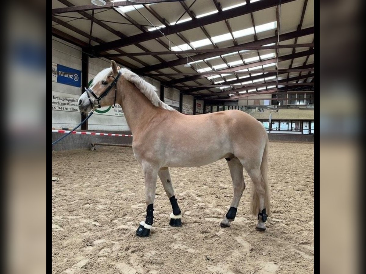 KWPN Wallach 13 Jahre 155 cm Falbe in Garrel