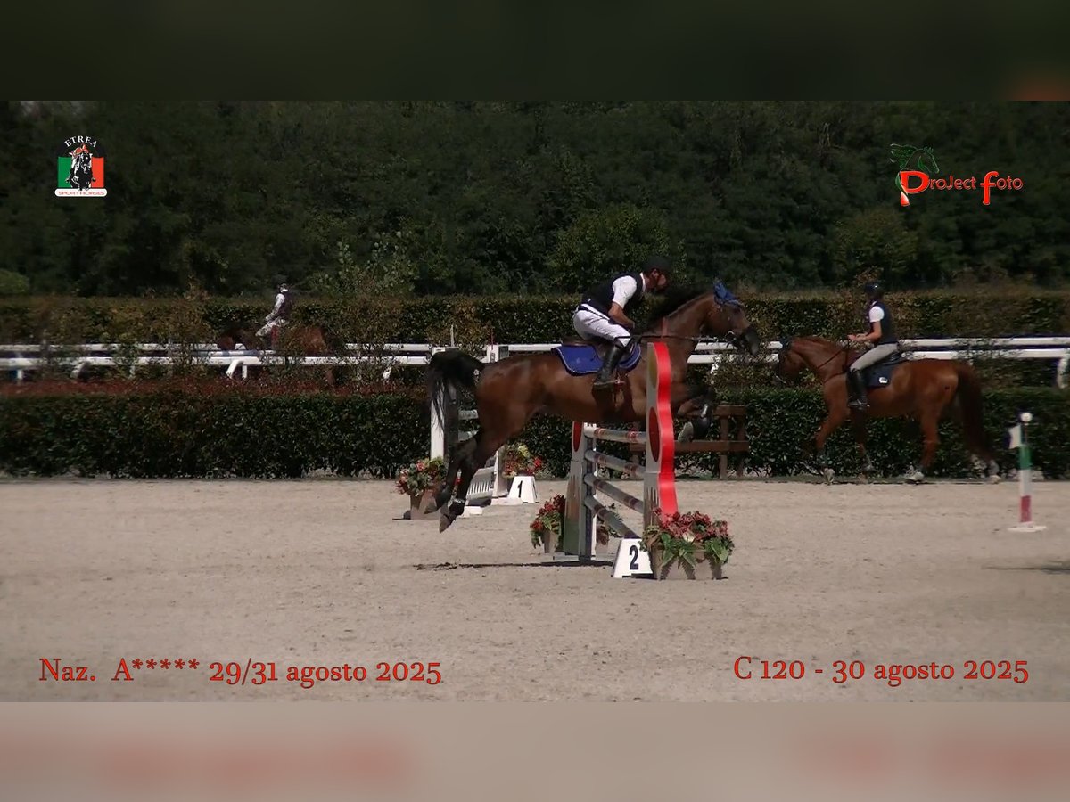 KWPN Wallach 13 Jahre 158 cm Brauner in truccazzano