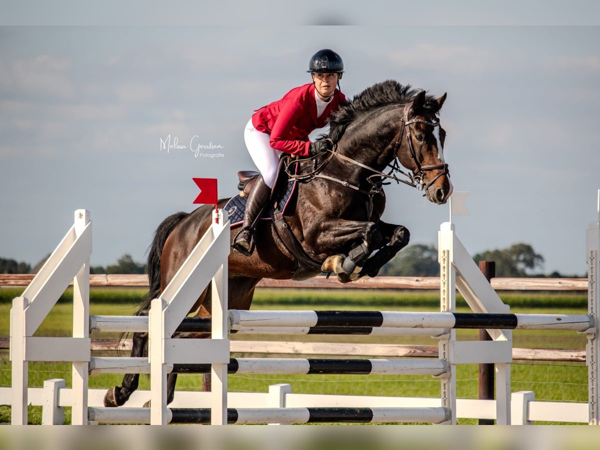 KWPN Wallach 13 Jahre 165 cm Brauner in Wijdewormer