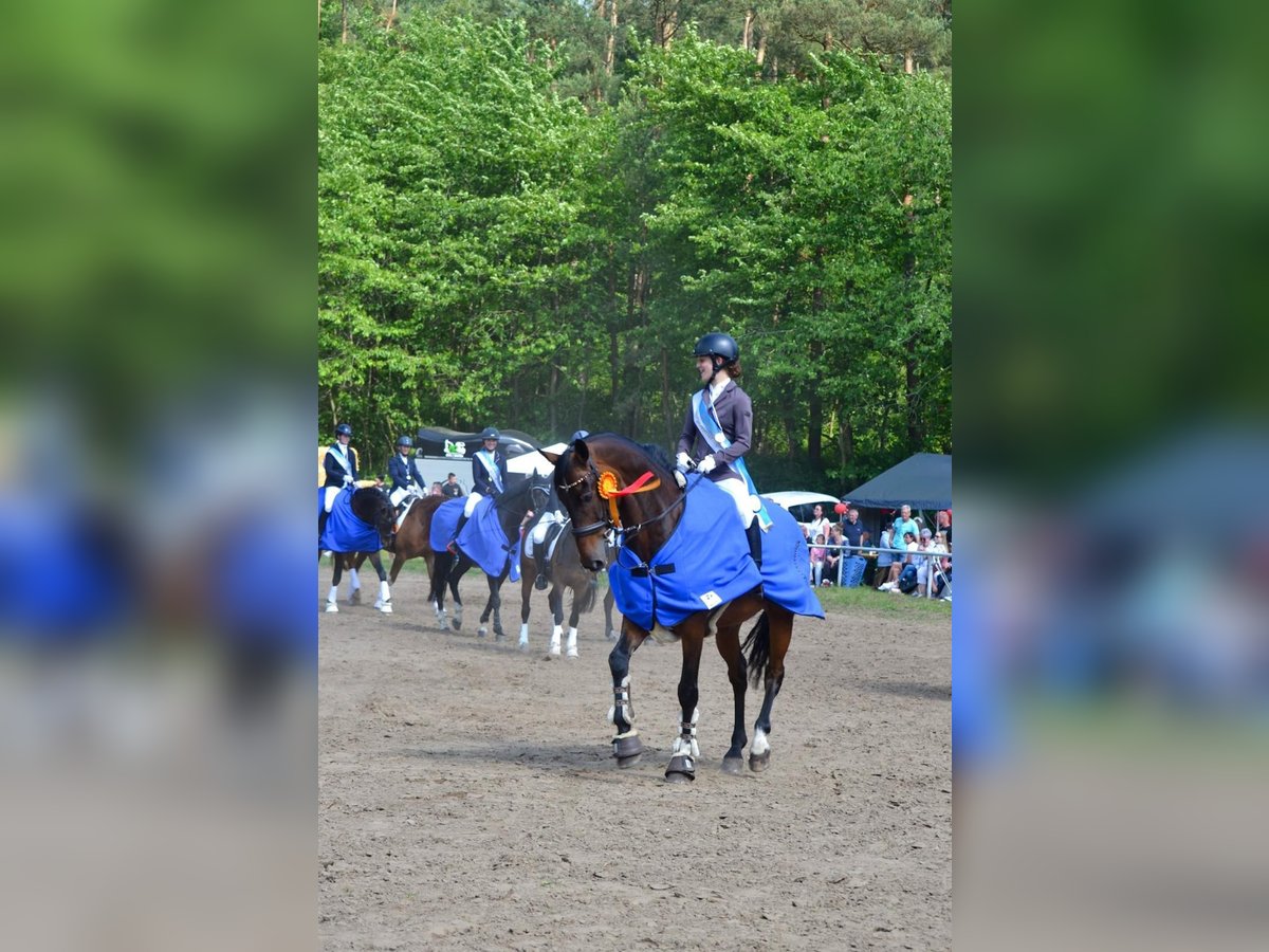 KWPN Wallach 13 Jahre 167 cm Dunkelbrauner in Zingst