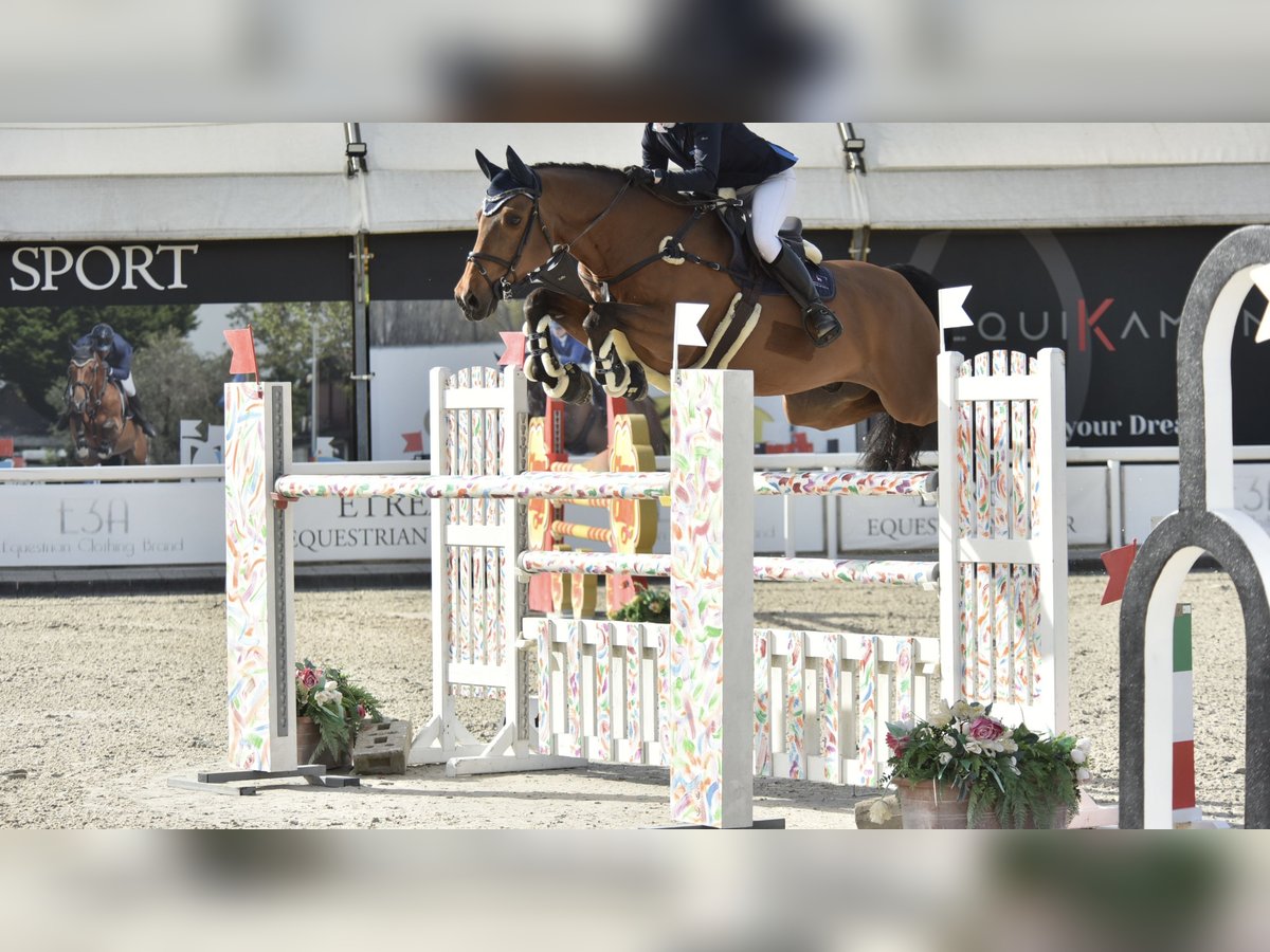 KWPN Wallach 13 Jahre 170 cm Brauner in Herzogenbuchsee