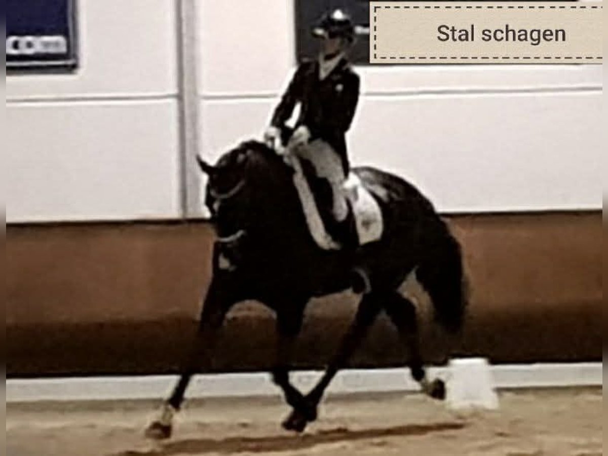 KWPN Wallach 13 Jahre 171 cm Rappe in De Heurne