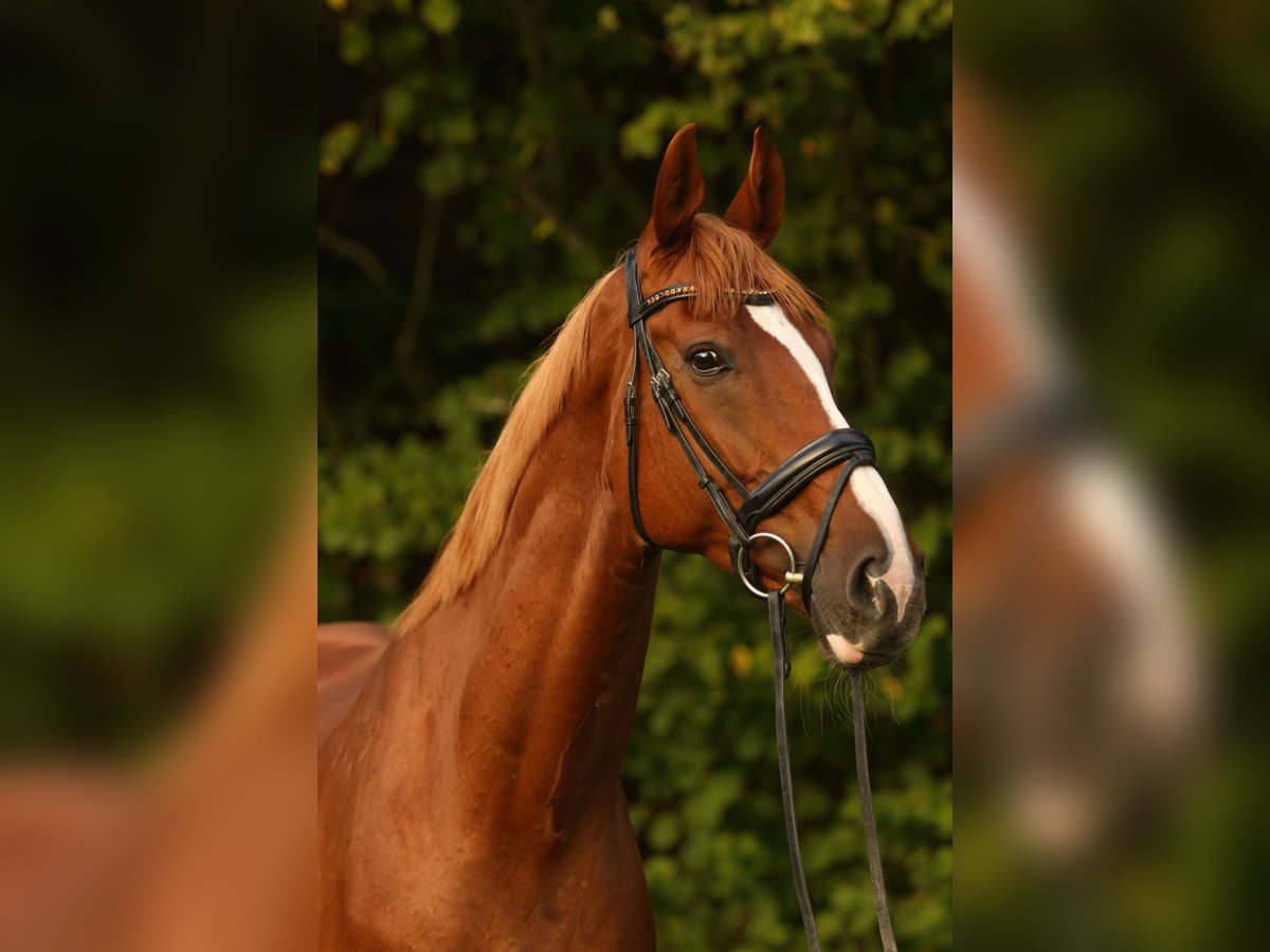 KWPN Wallach 13 Jahre 172 cm Fuchs in Stockach
