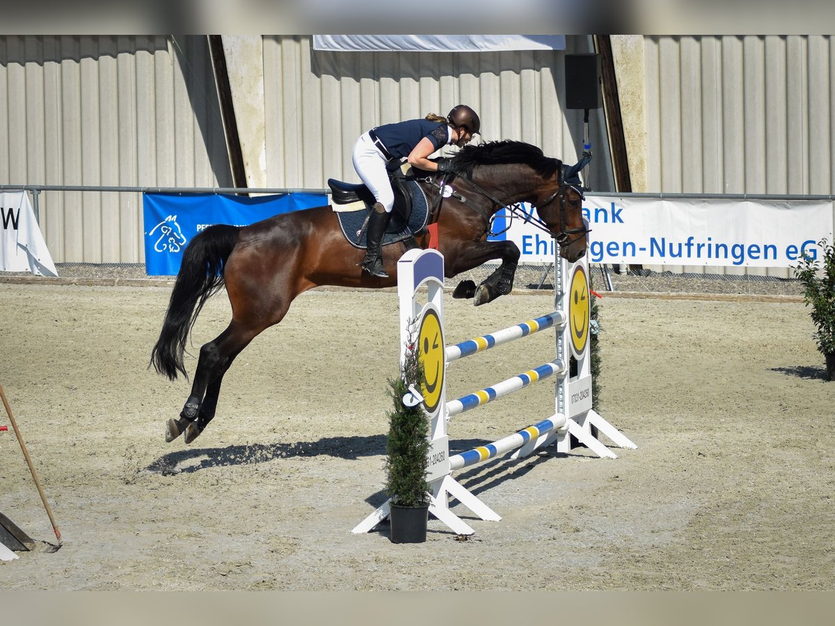 KWPN Wallach 13 Jahre 174 cm Brauner in Herdwangen-Schönach