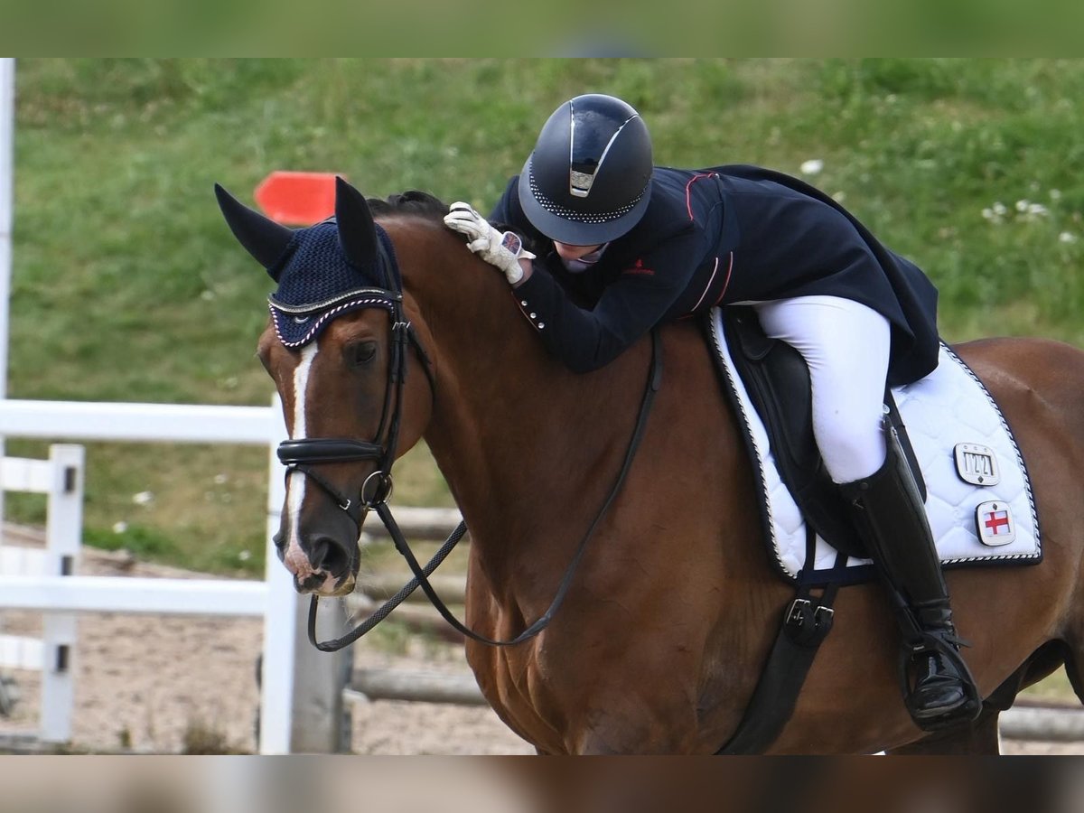 KWPN Wallach 13 Jahre 175 cm Dunkelfuchs in Horsham
