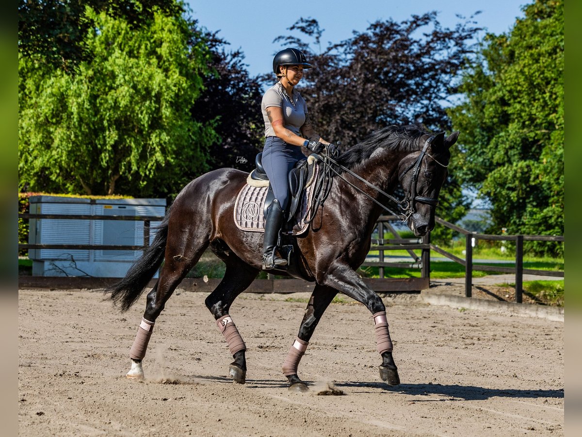 KWPN Wallach 13 Jahre 182 cm Rappe in Biddinghuizen