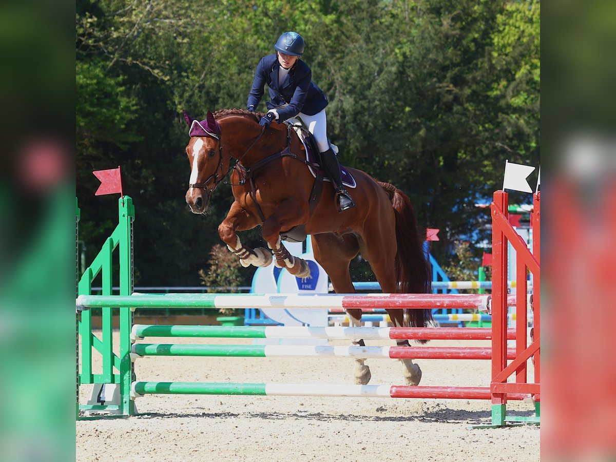 KWPN Wallach 13 Jahre 185 cm Dunkelfuchs in Modena