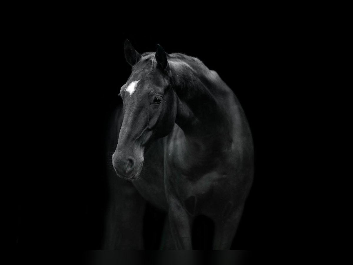 KWPN Wallach 14 Jahre 167 cm Schwarzbrauner in Stadecken-Elsheim