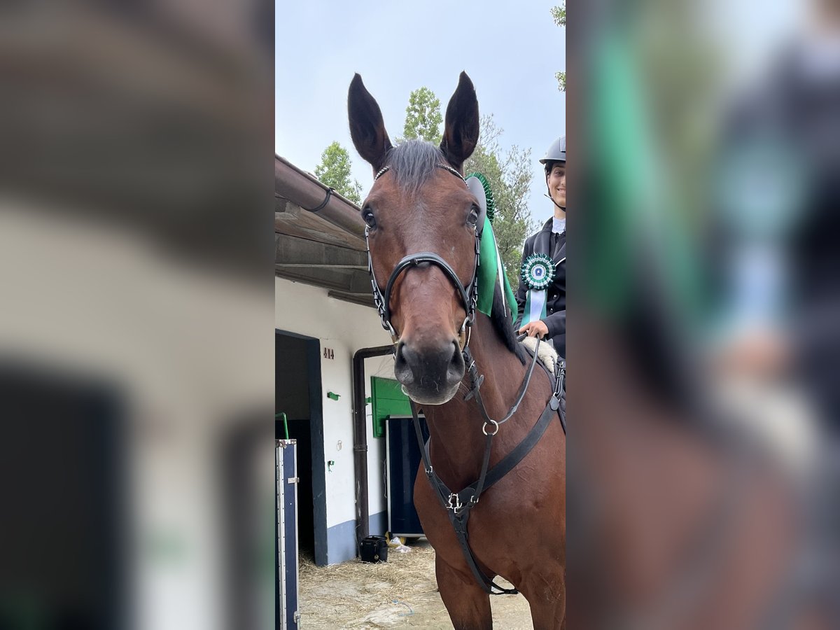 KWPN Mix Wallach 14 Jahre 170 cm Dunkelbrauner in Modena