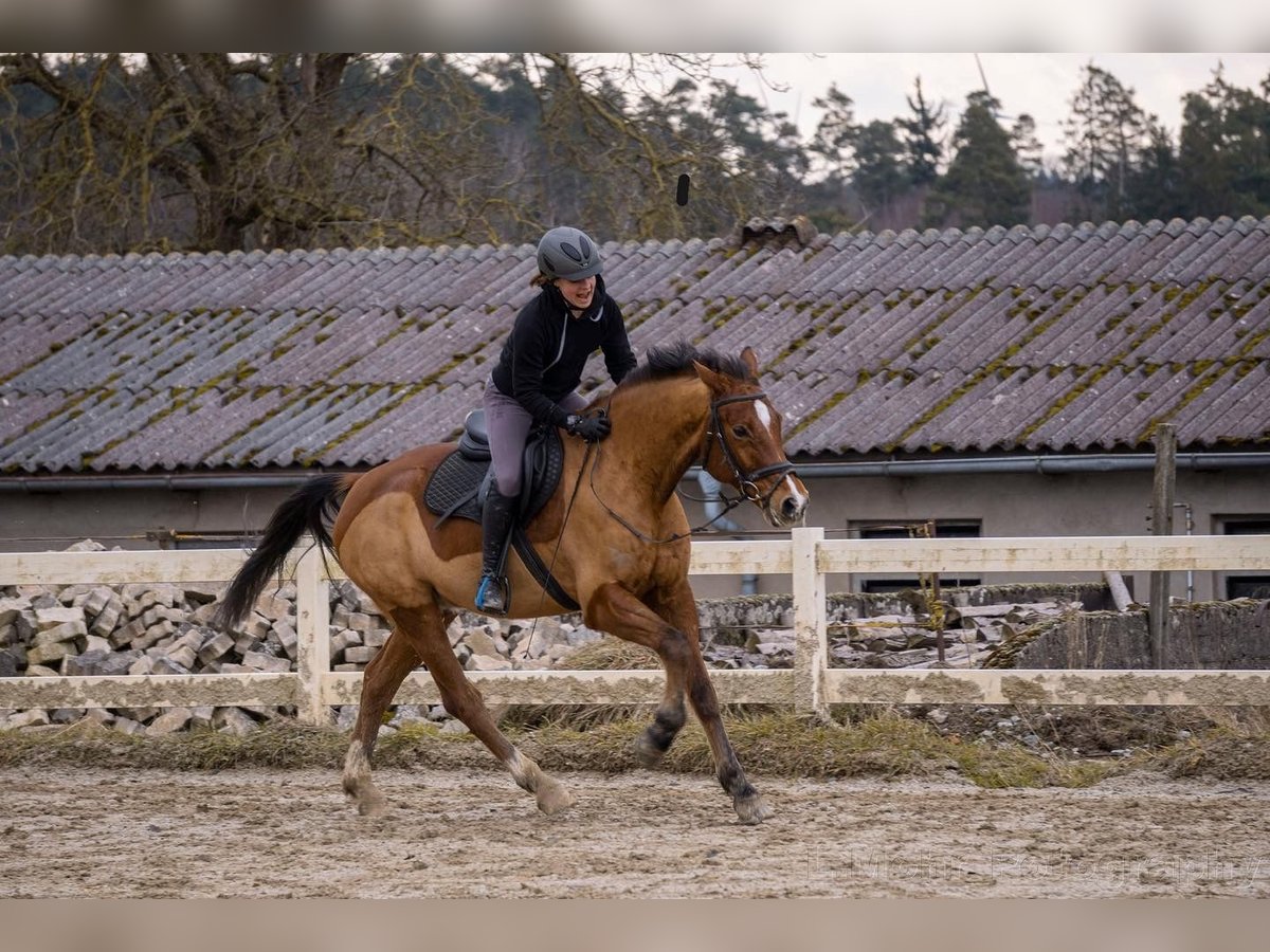 KWPN Wallach 15 Jahre 165 cm Brauner in Dinkelsbühl KWPN Wallach 15 Jahre 165 cm Brauner in Dinkelsbühl