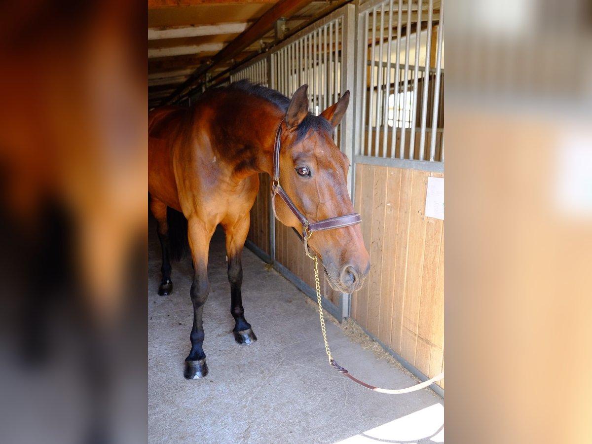 KWPN Wallach 15 Jahre 168 cm Brauner in Dietikon